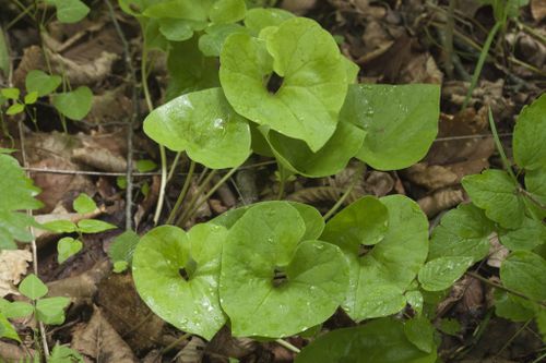 Asarum Sieboldii Miq.