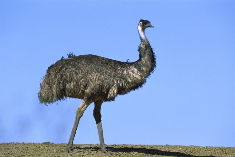 Emu Oil