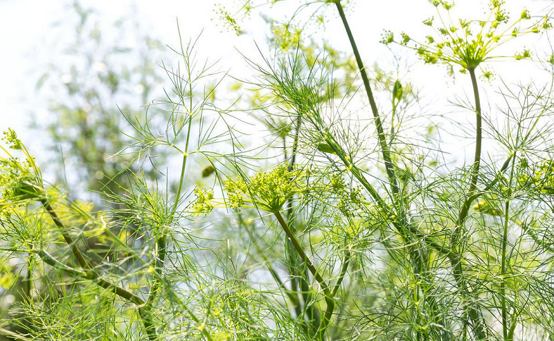 Fennel