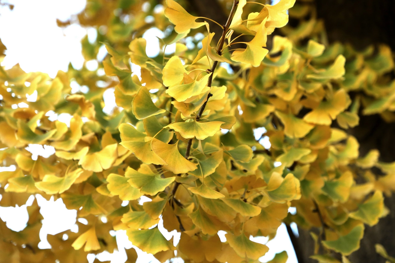 Ginkgo Biloba Leaf