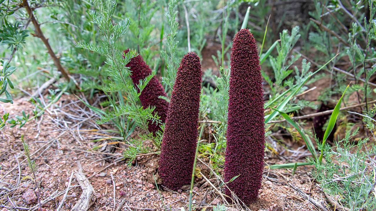 Herba Cynomorii