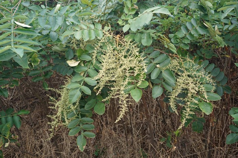 Rhus Chinensis Mill