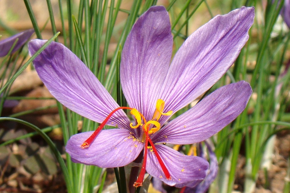 Saffron